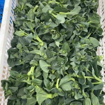 苏州矮脚青菜苔