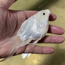 精品球体蝴蝶鲤