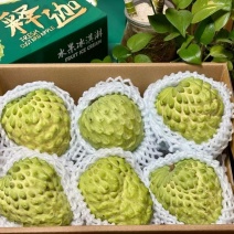 云南释迦果牛奶凤梨释迦大果电商平台一件代发