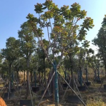 麻楝