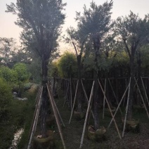 串钱柳红千层