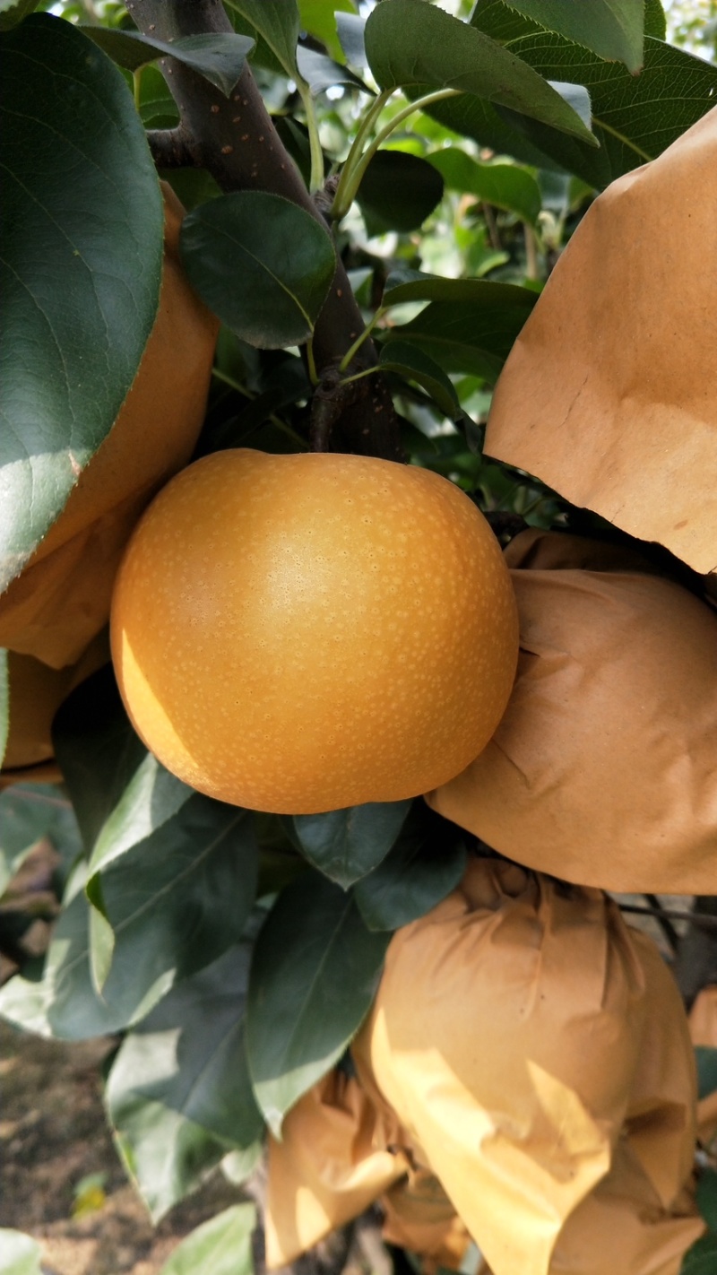 果袋秋月梨袋子防虫防菌防水好袋子出好表光