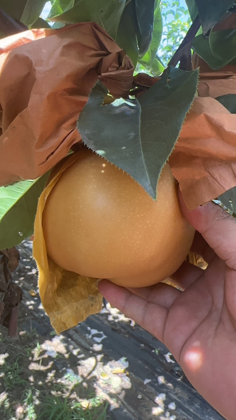 果袋秋月梨袋子防虫防菌防水好袋子出好表光