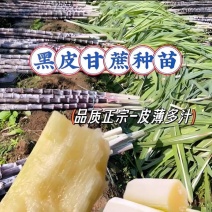 广西甘蔗苗成活率高对接全国市场量大从优欢迎采购