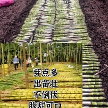 广西玉林甘蔗芽甘蔗苗黑皮甘蔗苗黄皮甘蔗苗成活高欢迎咨询
