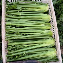 西芹芹菜量大从优诚信合作欢迎客户来电咨询
