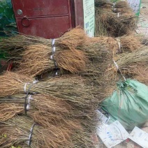 优质桑树苗杂交6号质量保证提供技术支持欢迎咨询