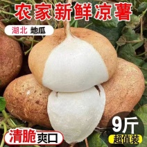 新鲜现挖湖北凉薯农家当季整箱蔬菜白地瓜豆薯番薯沙葛土地萝