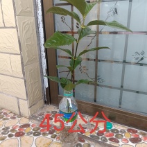 草珊瑚苗