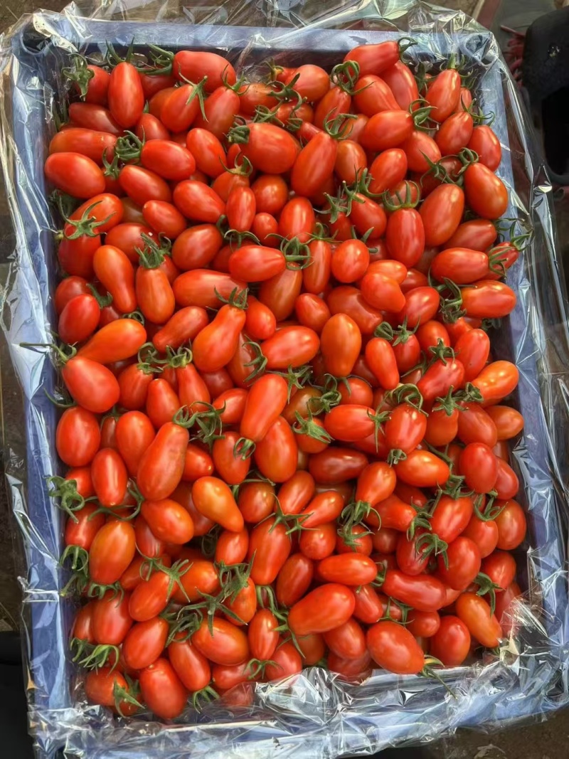 辽宁盘锦盘山县圣女果 6.00元/斤盘锦碱地