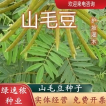山毛豆种子林木种籽毛豆种子短萼灰叶种子四季庭院播护固土