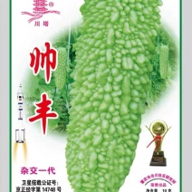 苦瓜种子帅丰大刺瘤绿白杂交苦瓜太空育种早熟高产