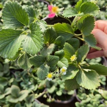 草莓奶莓盆苗品种草莓基地量大质优