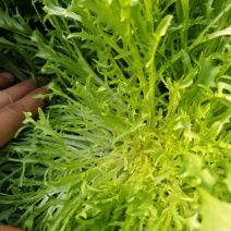 【牛商推荐】河北唐山精品苦菊一手货源量大从优