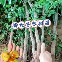 冬枣树苗枣树苗嫁接枣树苗当年结果南北方种植