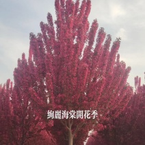 海棠树苗海棠苗【海棠树苗】绽放您的庭院之美