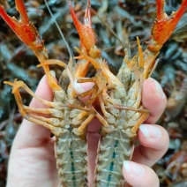 小龙虾