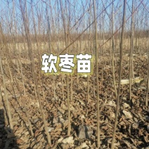 软枣苗无核黑枣苗野柿子苗君迁子苗嫁接柿子砧木