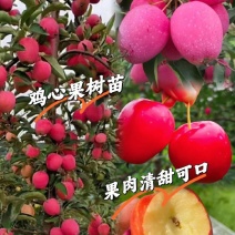 鸡心果树苗鸡心果苗现挖现发