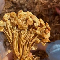 干金针菇电商菌包跑江湖摆摊展销会产品厂家一手货源