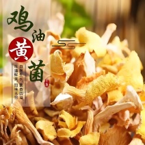 福建省古田县原产地鸡油菌，电话联系更优惠。