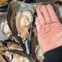 商用半壳冷冻带子产地直发江瑶贝海带子绿贝海鲜烧烤自助餐