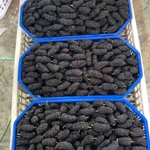 精品桑葚