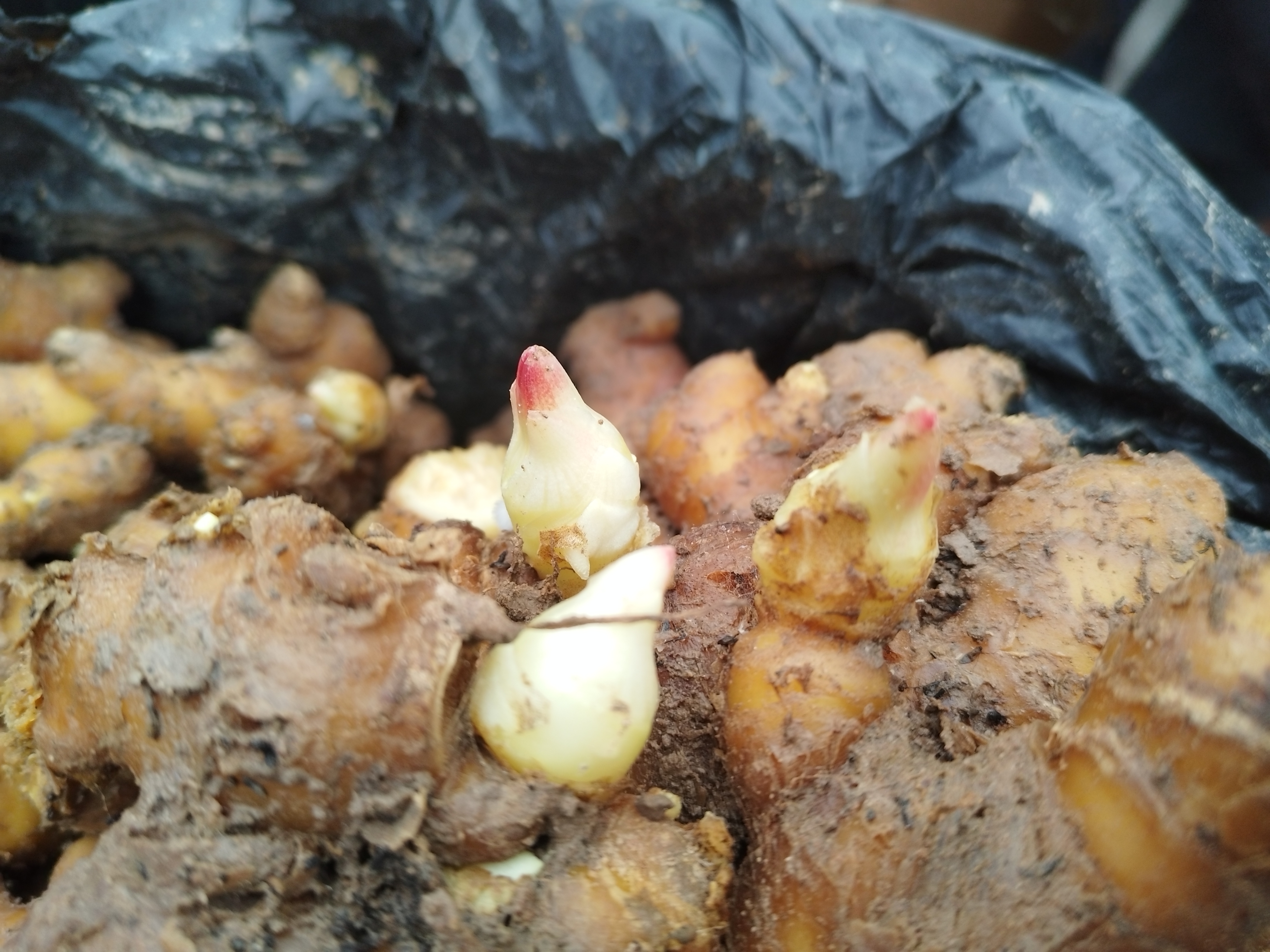 老姜与嫩芽对比图