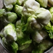 精品儿菜2一6两