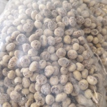 新疆油沙豆虎坚果产地直发
