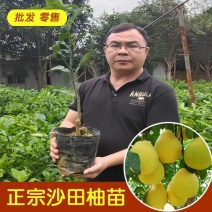 精品沙田柚苗产地直发大量现货三年苗视频看货