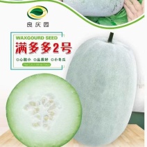 冬瓜种子满多多二号厚肉型小冬瓜