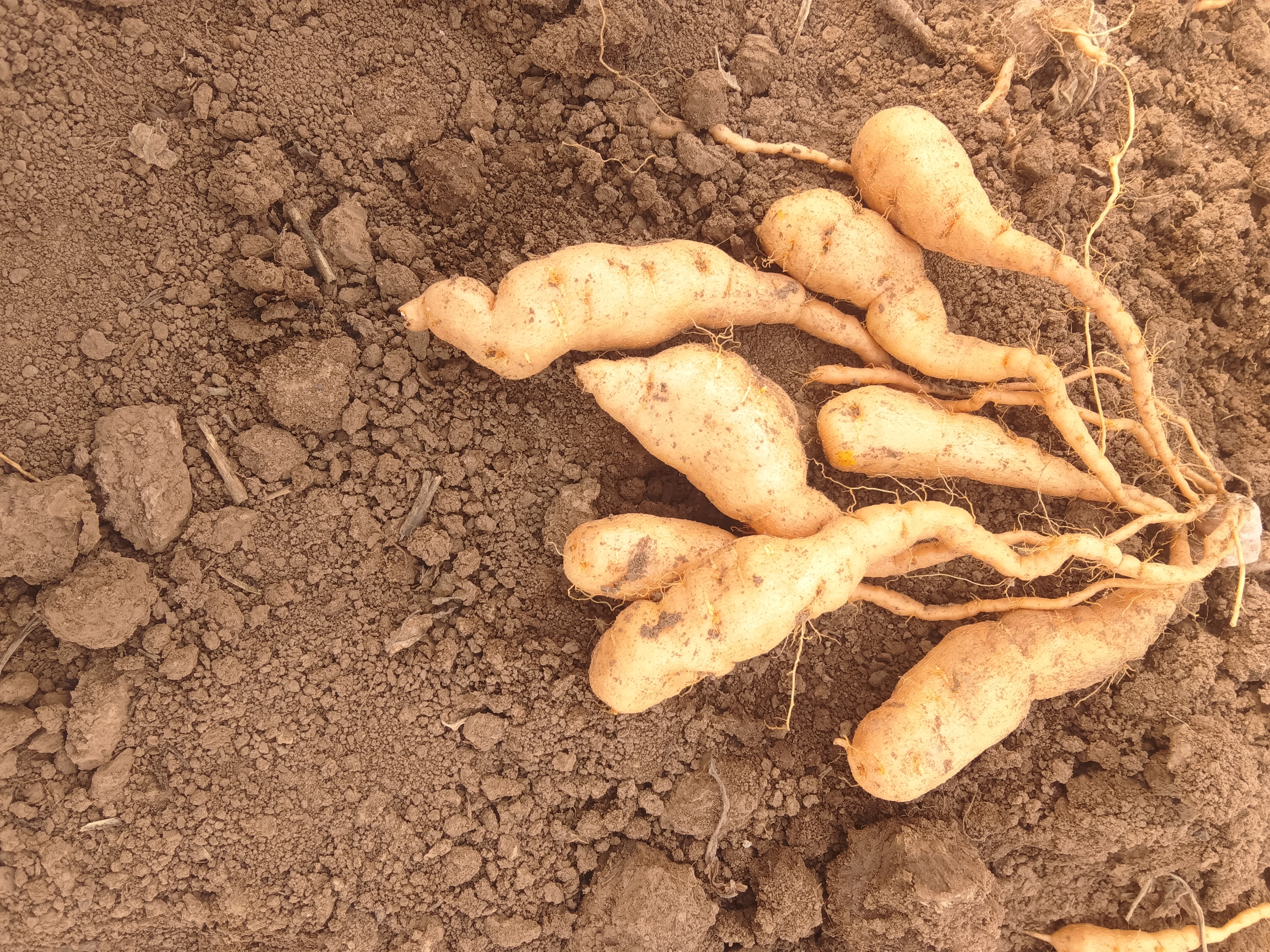 怀庆府道地熟地黄种植基地航拍：整齐连片的紫花地黄田，土壤呈典型垆土结构，远处可见传统九蒸九晒晾晒架