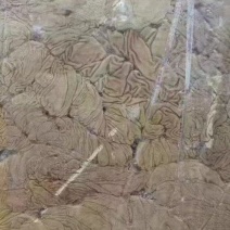 马板肠