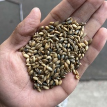蓝青稞米酿酒青稞效果充足量大优惠青稞米磨面