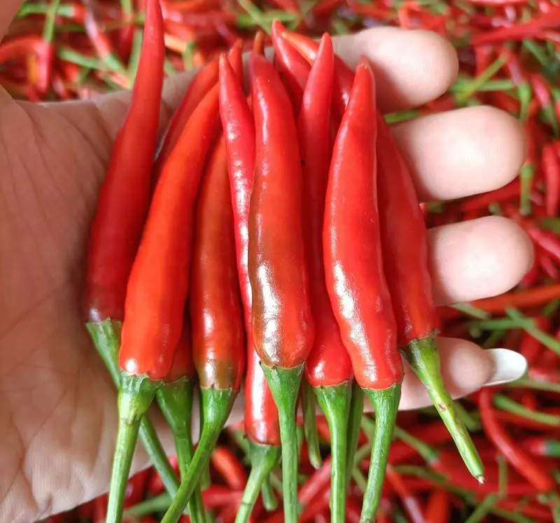 实验室人员使用高效液相色谱仪检测小米椒辣椒素含量