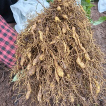 金果榄苗块茎苗籽播苗量大从优
