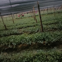 草珊瑚