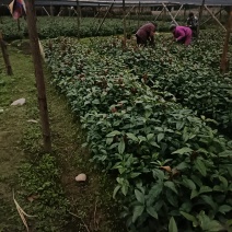 草珊瑚苗