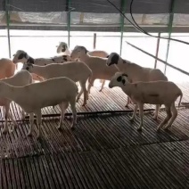 小羊苗
