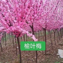 河北定州榆叶梅独杆丛生红叶榆叶梅球花树树苗