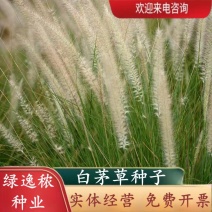 野生茅草种子白茅根草种子白茅草种子白茅花丝茅花白茅