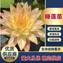 睡莲品种多样季节性强提前要货欢迎下单