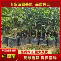 香水柠檬果苗基地直发价格实惠三年苗视频看货