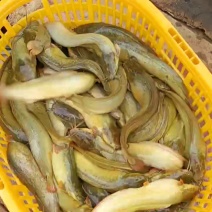 杂交三黄塘角鱼全母规格