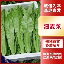 油麦菜河北油麦菜货源稳定对接各大商超支持全国发货
