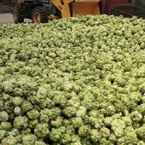 鲜榨菜