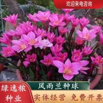 风雨兰种球土培盆栽植物室内花卉阳台庭院美化