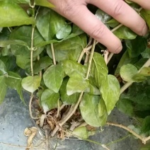 横县茉莉花苗！