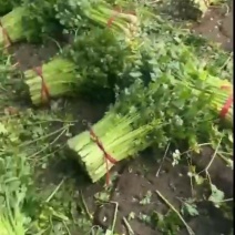 芹菜